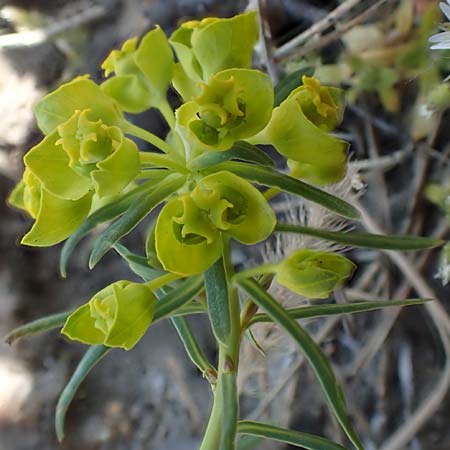 Euphorbia cyparissias \ Zypressen-Wolfsmilch / Cypress Spurge, D Viernheim 7.4.2020