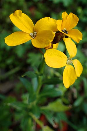 Erysimum cheiri \ Goldlack / Wallflower, D Bad Kreuznach, Ruine Rheingrafenstein 20.4.2021