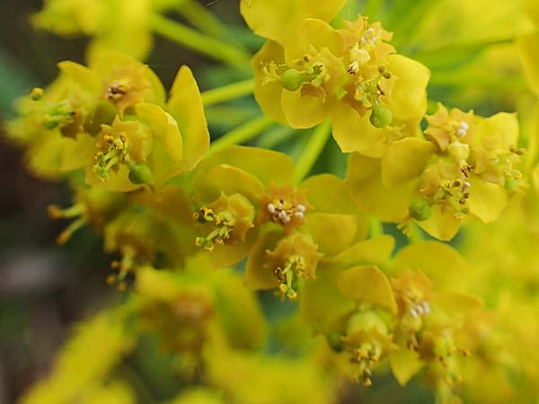 Euphorbia cyparissias \ Zypressen-Wolfsmilch / Cypress Spurge, D Grünstadt-Asselheim 1.5.2021