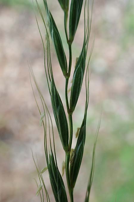 Elymus caninus / Bearded Couch, D Mannheim 10.6.2021