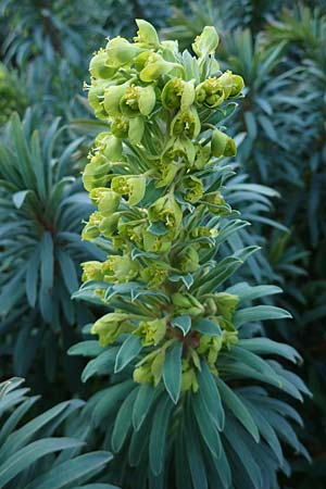 Euphorbia characias \ Palisaden-Wolfsmilch / Large Mediterranean Spurge, D St. Martin an der Weinstraße 23.2.2022