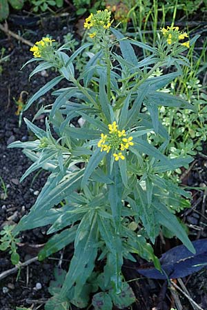 Erysimum cheiranthoides \ Acker-Schterich, Acker-Schotendotter / Treacle Mustard, D Mannheim 22.10.2022