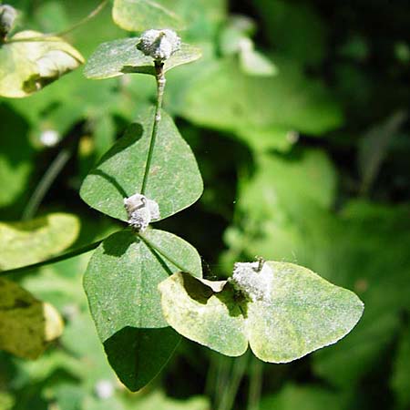 Euphorbia dulcis \ Se Wolfsmilch / Sweet Spurge, D Obernzell an der Donau 11.6.2014