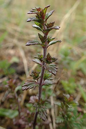 Euphrasia diekjobstii \ Kleinbltiger Steifer Augentrost, D Iserlohn 11.7.2018