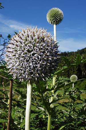 Echinops exaltatus \ Drsenlose Kugeldistel / Russian Globe Thistle, Tall Globe Thistle, D Beuron 26.7.2015