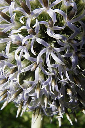 Echinops exaltatus \ Drsenlose Kugeldistel / Russian Globe Thistle, Tall Globe Thistle, D Beuron 26.7.2015