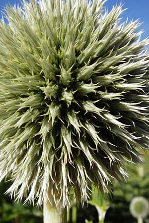 Echinops exaltatus \ Drsenlose Kugeldistel / Russian Globe Thistle, Tall Globe Thistle, D Beuron 26.7.2015