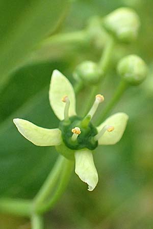 Euonymus europaeus \ Gewhnliches Pfaffenhtchen, D Mannheim 10.5.2016