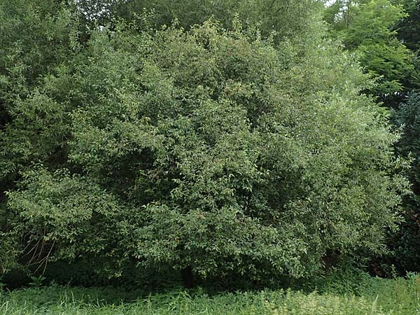 Euonymus europaeus \ Gewhnliches Pfaffenhtchen, D Erlenbach am Main 24.6.2017