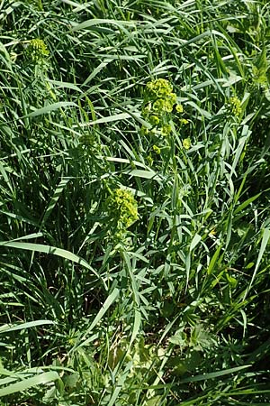 Euphorbia esula \ Esels-Wolfsmilch / Leafy Spurge, D Xanten 24.4.2019