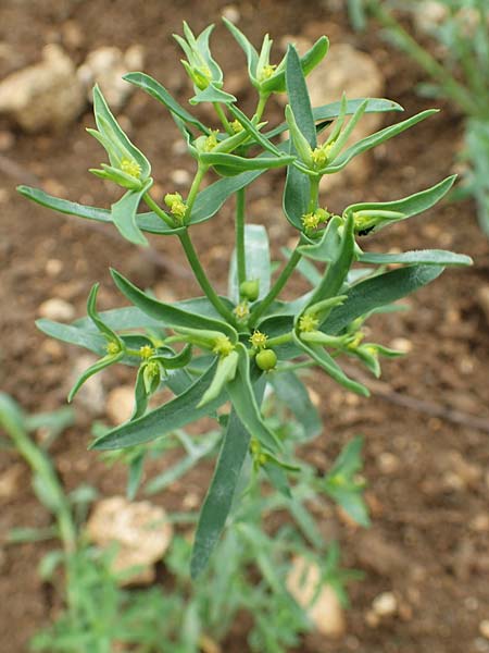 Euphorbia exigua \ Kleine Wolfsmilch, D Neuleiningen 15.6.2020