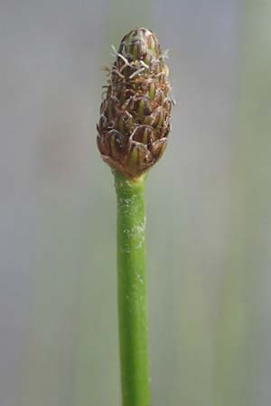 Eleocharis engelmannii \ Engelmanns Sumpfbinse, D Heilbronn 31.7.2021