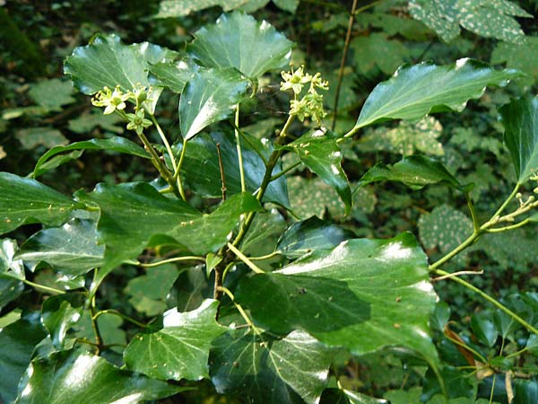 Hedera helix \ Efeu / Ivy, D Obernburg am Main 10.9.2016