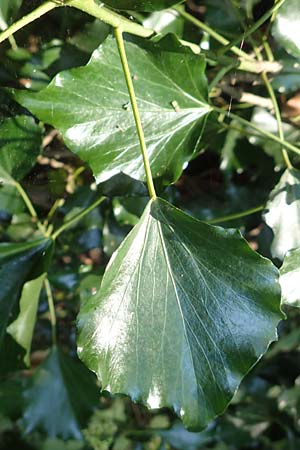 Hedera helix / Ivy, D Obernburg am Main 10.9.2016