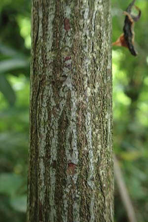 Euonymus bungeanus \ Bunges Spindelstrauch / Bunge's Spindle, D Hagen 21.5.2018