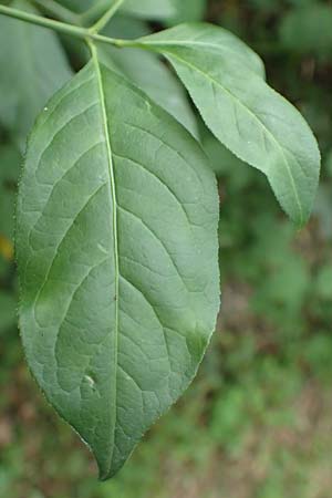 Euonymus bungeanus \ Bunges Spindelstrauch / Bunge's Spindle, D Hagen 21.5.2018