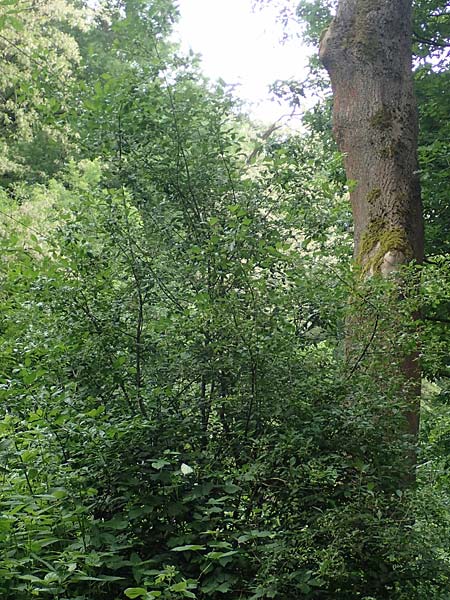 Euonymus bungeanus \ Bunges Spindelstrauch / Bunge's Spindle, D Hagen 21.5.2018