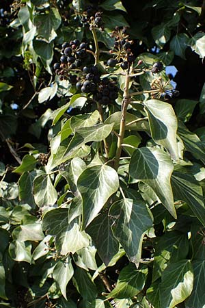 Hedera helix \ Efeu / Ivy, D Bockenheim 23.3.2022