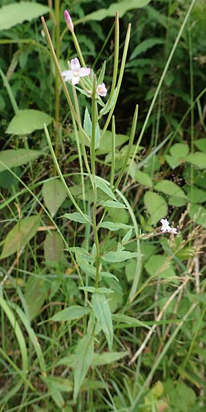 Epilobium glandulosum \ Alaska-Weidenrschen / Northern Willowherb, D Monschau-Kalterherberg 27.7.2020