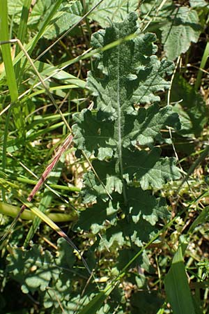 Erucastrum gallicum \ Franzsische Hundsrauke / Hairy Rocket, D Kehl 1.6.2021