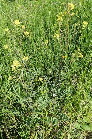 Erucastrum gallicum \ Franzsische Hundsrauke / Hairy Rocket, D Kehl 1.6.2021