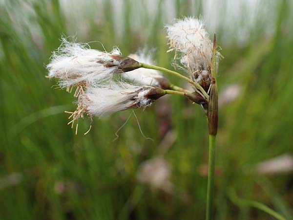 Eriophorum gracile \ Schlankes Wollgras / Slender Cotton Grass, D  20.5.2023