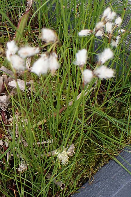 Eriophorum gracile \ Schlankes Wollgras / Slender Cotton Grass, D  20.5.2023