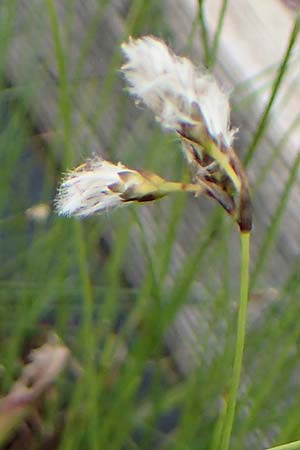Eriophorum gracile \ Schlankes Wollgras / Slender Cotton Grass, D  20.5.2023