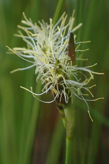 Eriophorum gracile \ Schlankes Wollgras / Slender Cotton Grass, D  20.5.2023