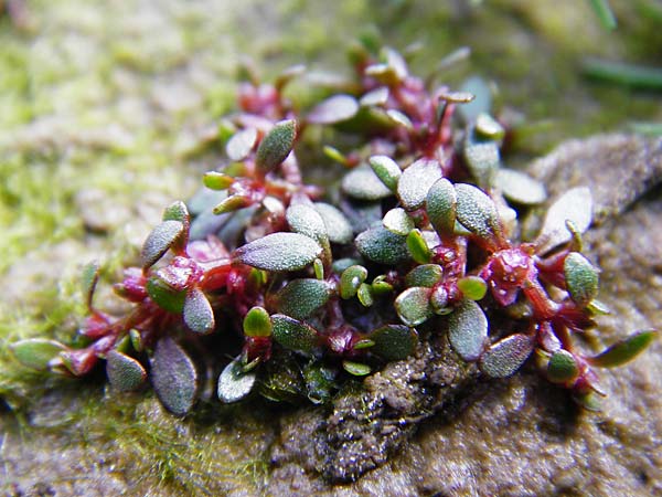 Elatine hydropiper \ Wasserpfeffer-Tnnel / Eight-Stamen Waterwort, D Schwarzenborn 1.6.2014