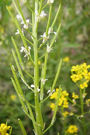 Erysimum virgatum \ Steifer Schterich / Hawkweed-Leaved Treacle Mustard, D Eching 25.7.2015