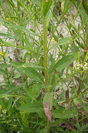 Erysimum virgatum \ Steifer Schterich / Hawkweed-Leaved Treacle Mustard, D Eching 25.7.2015