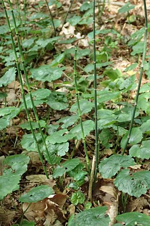 Equisetum hyemale \ Winter-Schachtelhalm / Rough Horsetail, Dutch Rush, D Darmstadt 15.7.2017