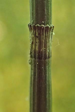 Equisetum hyemale \ Winter-Schachtelhalm, D Darmstadt 7.5.2018