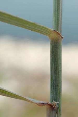 Elymus hispidus \ Graugrne Quecke / Intermediate Wheatgrass, D Philippsburg 7.7.2018