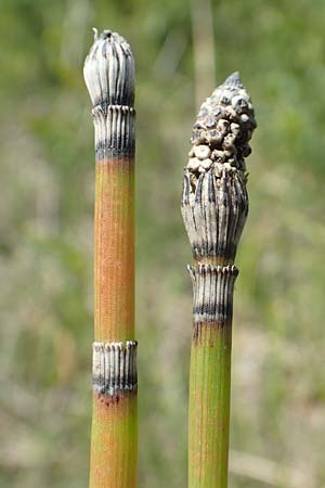 Equisetum hyemale subsp. affine, Riesen-Winter-Schachtelhalm