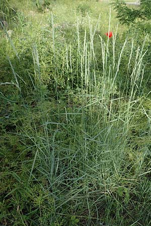 Elymus hispidus \ Graugrne Quecke / Intermediate Wheatgrass, D Grißheim 18.6.2019