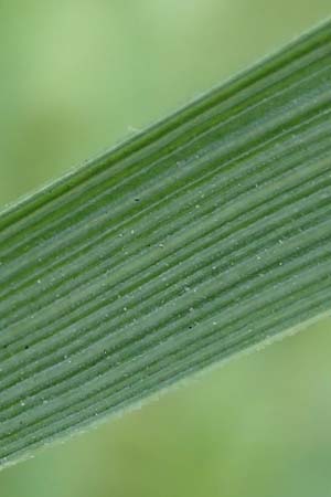 Elymus hispidus \ Graugrne Quecke / Intermediate Wheatgrass, D Grißheim 18.6.2019