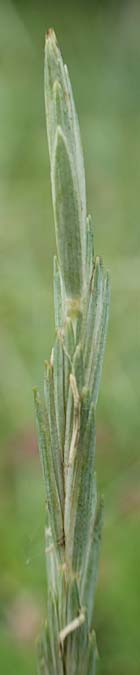 Elymus hispidus / Intermediate Wheatgrass, D Istein 16.7.2019