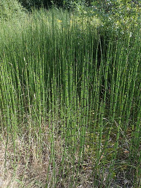 Equisetum hyemale subsp. affine \ Riesen-Winter-Schachtelhalm / Scouring-Rush Horsetail, D Bochum 21.8.2022