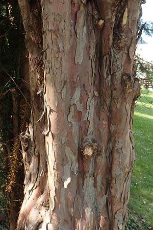 Taxus baccata \ Eibe / Yew, D Weinheim an der Bergstraße 1.5.2016