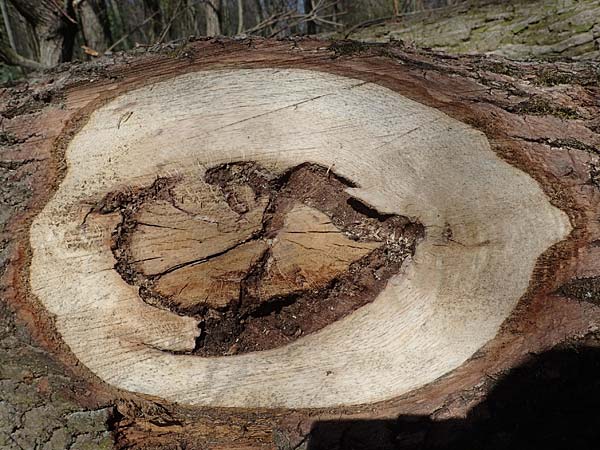 Quercus robur \ Stiel-Eiche / Common Oak, D Bensheim 29.3.2021