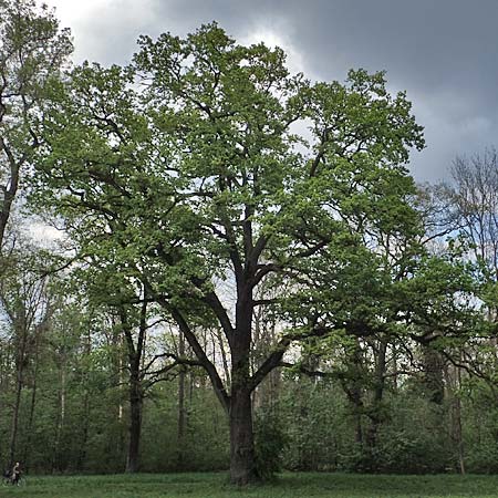 Quercus robur \ Stiel-Eiche / Common Oak, D Mannheim 29.4.2021