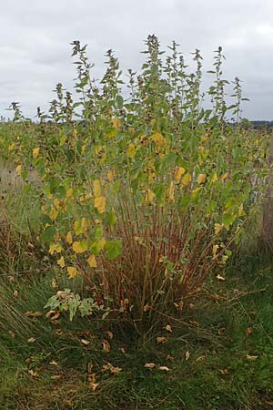 Althaea officinalis \ Eibisch, D Hohwacht 13.9.2021