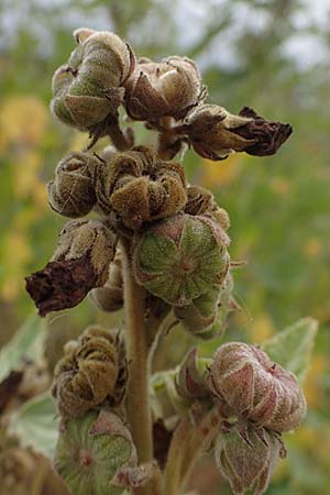 Althaea officinalis \ Eibisch / Common Marsh Mallow, D Hohwacht 13.9.2021