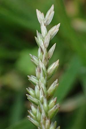 Eleusine indica / Indian Goose-Grass, Wire-Grass, D Karlsruhe 6.10.2022