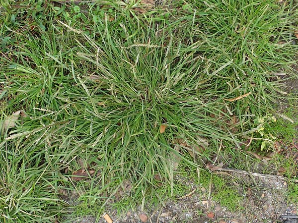 Eleusine indica \ Fingerhirse, Korakan / Indian Goose-Grass, Wire-Grass, D Karlsruhe 6.10.2022