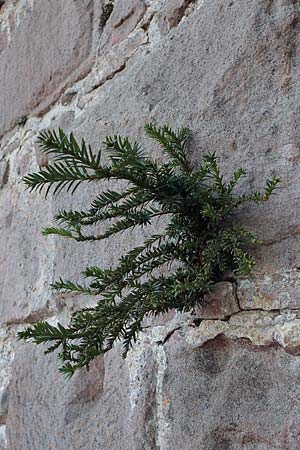 Taxus baccata \ Eibe, D Dilsberg 30.10.2022