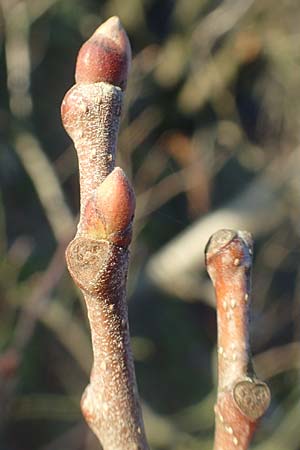 Castanea sativa \ Edel-Kastanie, Ess-Kastanie, D Schriesheim 26.12.2015