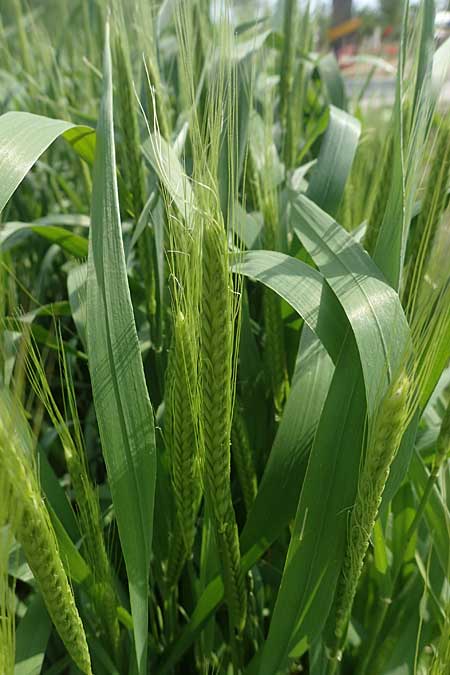 Triticum monococcum \ Einkorn, Kleiner Spelz, D Mannheim 3.6.2023